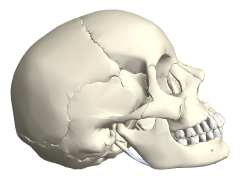 AnatomyPlot3D